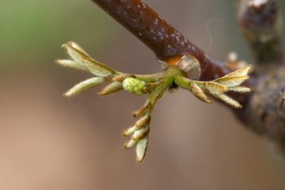 Cladrastis lutea 'Perkins Pink' - křehovětvec - list jaro